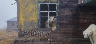 Image of polar bears in a green landscape