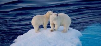 polar bears