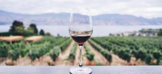wine glass in front of grape vines