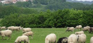 A field in Slovenia with sheep in the foreground and a great house in the background
