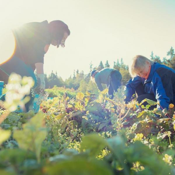 Seniors Gardening 