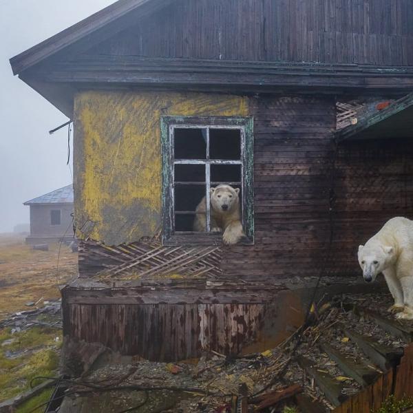 Image of polar bears in a green landscape
