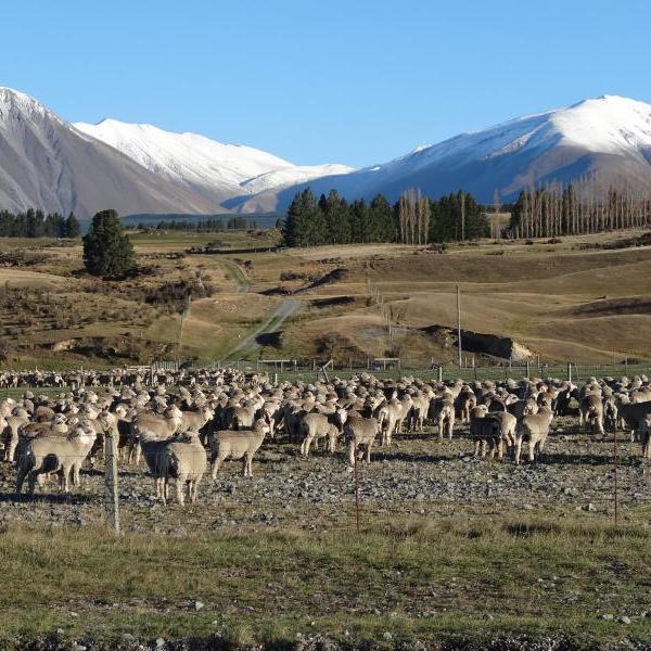 Aotearoa/New Zealand landscape