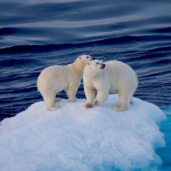 polar bears