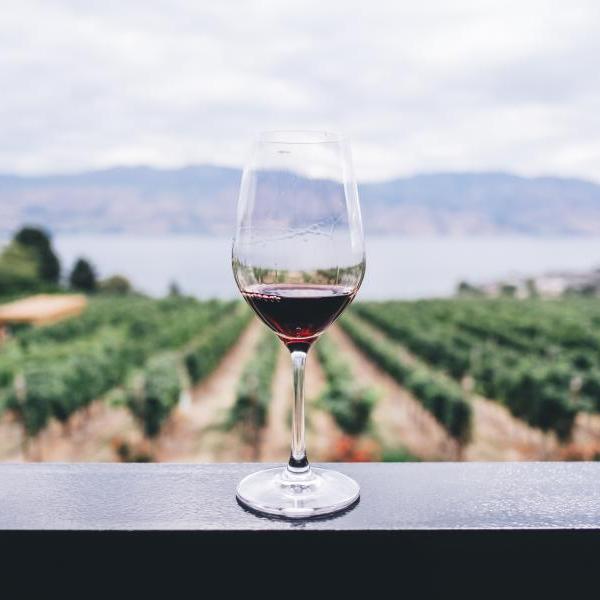 wine glass in front of grape vines