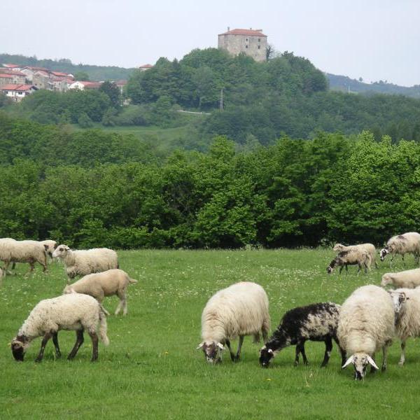 A field in Slovenia with sheep in the foreground and a great house in the background